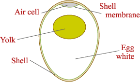 Diagram of a chicken egg
